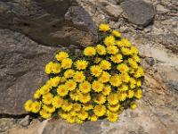 Blütenpolster an der Punta Arabi